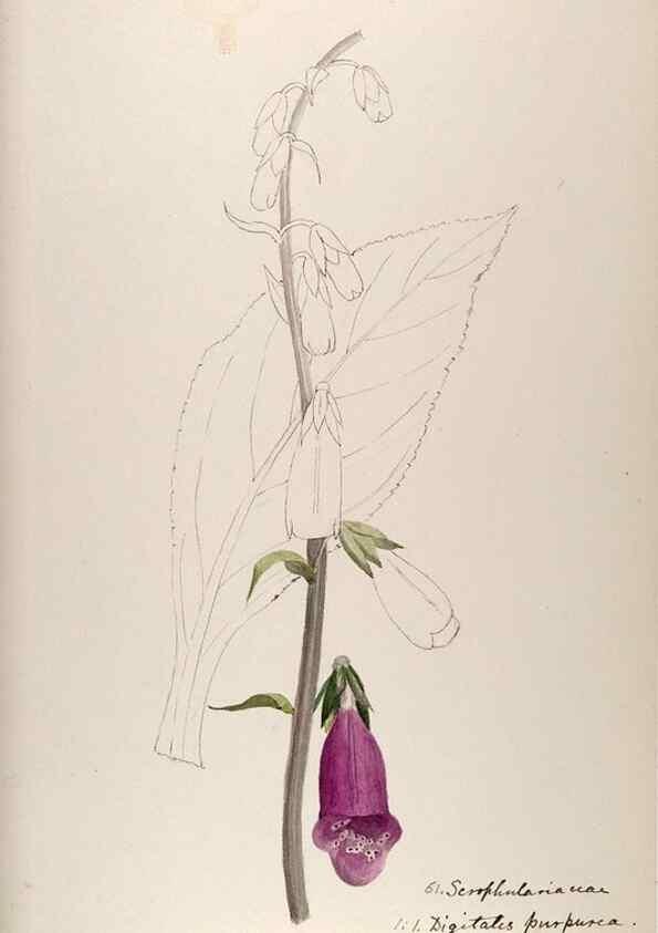 Reproducción/Reproduction 48792689886: [Water-color sketches of plants of North America and Europe]. . 