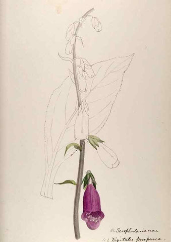 Reproducción/Reproduction 48792689886: [Water-color sketches of plants of North America and Europe]. . 
