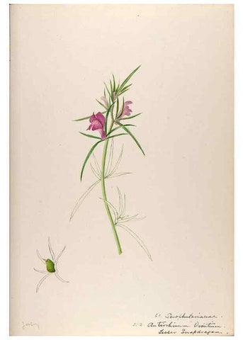Reproducción/Reproduction 48792323128: [Water-color sketches of plants of North America and Europe]. . 