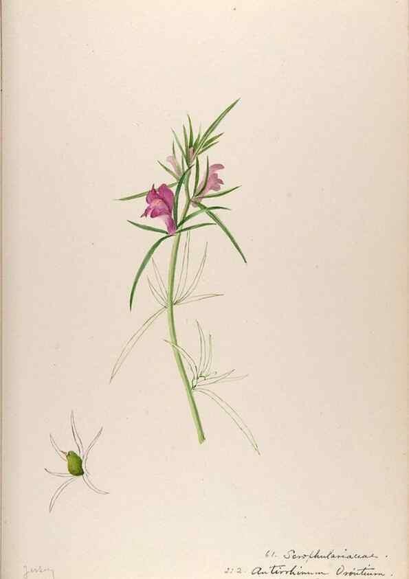 Reproducción/Reproduction 48792323128: [Water-color sketches of plants of North America and Europe]. . 