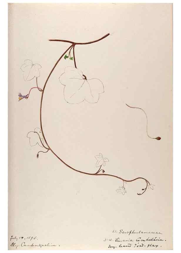 Reproducción/Reproduction 48792831382: [Water-color sketches of plants of North America and Europe]. . 