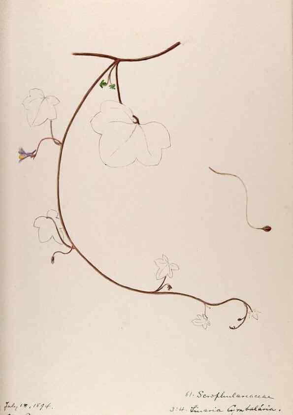 Reproducción/Reproduction 48792831382: [Water-color sketches of plants of North America and Europe]. . 