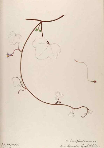 Reproducción/Reproduction 48792831382: [Water-color sketches of plants of North America and Europe]. . 