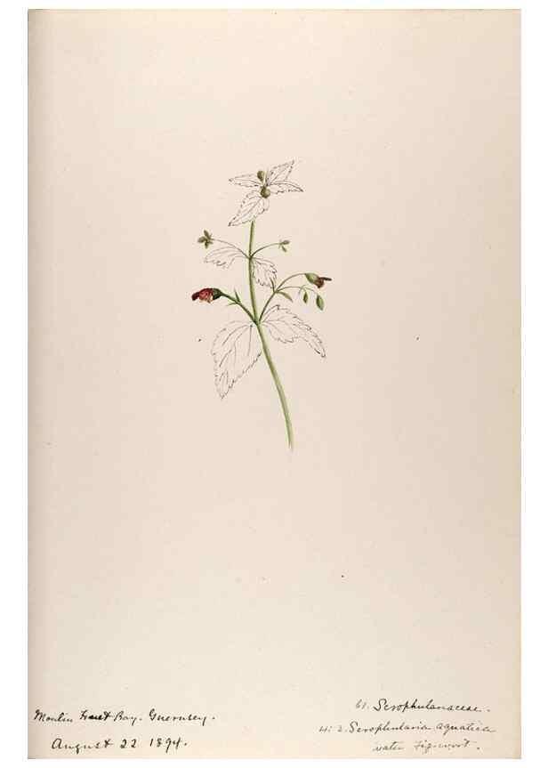 Reproducción/Reproduction 48792690416: [Water-color sketches of plants of North America and Europe]. . 