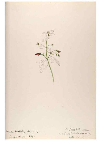Reproducción/Reproduction 48792690416: [Water-color sketches of plants of North America and Europe]. . 