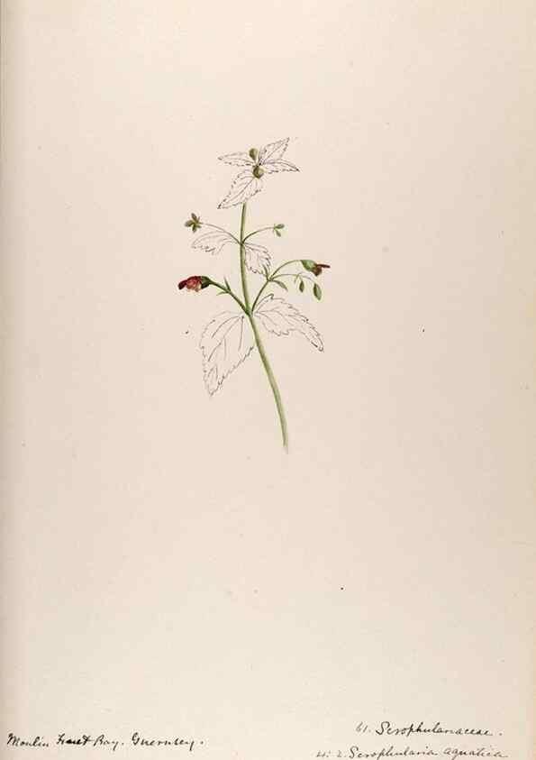 Reproducción/Reproduction 48792690416: [Water-color sketches of plants of North America and Europe]. . 