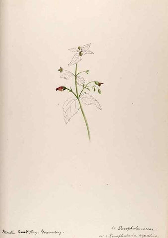 Reproducción/Reproduction 48792690416: [Water-color sketches of plants of North America and Europe]. . 
