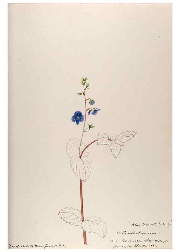 Reproducción/Reproduction 48792690591: [Water-color sketches of plants of North America and Europe]. . 