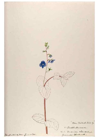Reproducción/Reproduction 48792690591: [Water-color sketches of plants of North America and Europe]. . 