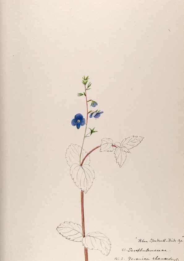 Reproducción/Reproduction 48792690591: [Water-color sketches of plants of North America and Europe]. . 