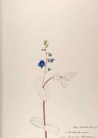 Reproducción/Reproduction 48792690591: [Water-color sketches of plants of North America and Europe]. . 