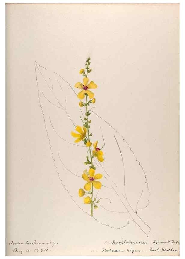 Reproducción/Reproduction 48792323858: [Water-color sketches of plants of North America and Europe]. . 