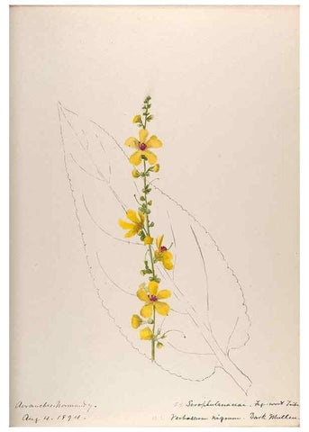 Reproducción/Reproduction 48792323858: [Water-color sketches of plants of North America and Europe]. . 