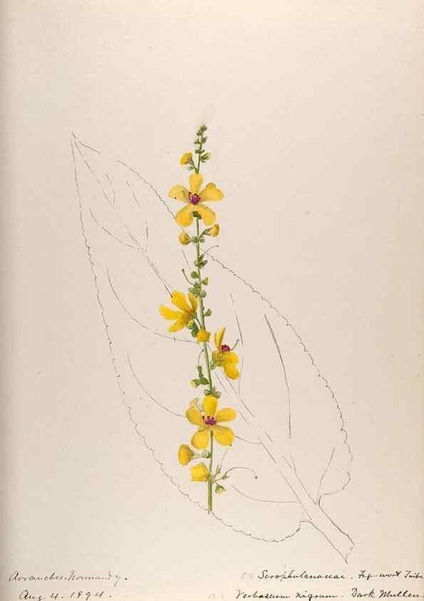 Reproducción/Reproduction 48792323858: [Water-color sketches of plants of North America and Europe]. . 