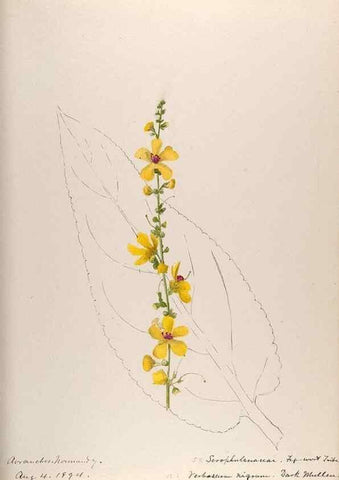 Reproducción/Reproduction 48792323858: [Water-color sketches of plants of North America and Europe]. . 