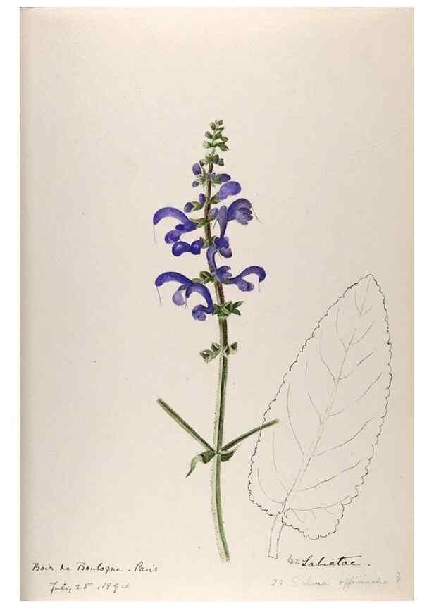 Reproducción/Reproduction 48792691021: [Water-color sketches of plants of North America and Europe]. . 