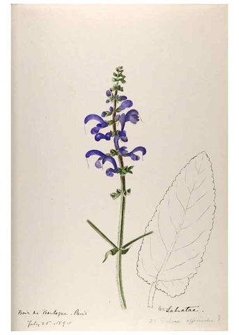 Reproducción/Reproduction 48792691021: [Water-color sketches of plants of North America and Europe]. . 