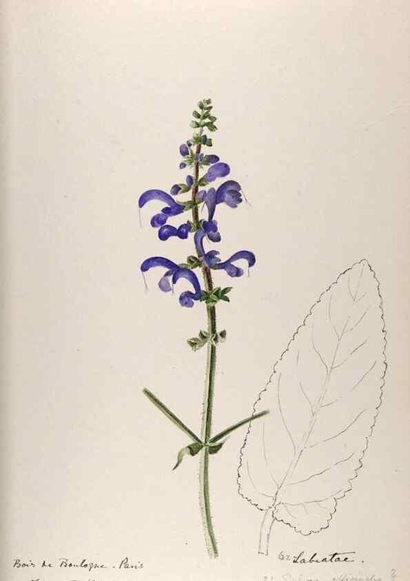 Reproducción/Reproduction 48792691021: [Water-color sketches of plants of North America and Europe]. . 