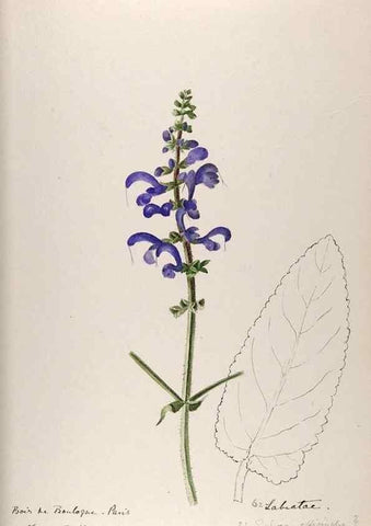 Reproducción/Reproduction 48792691021: [Water-color sketches of plants of North America and Europe]. . 