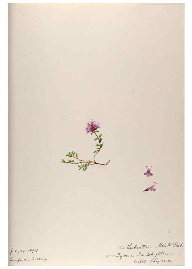 Reproducción/Reproduction 48792832392: [Water-color sketches of plants of North America and Europe]. . 