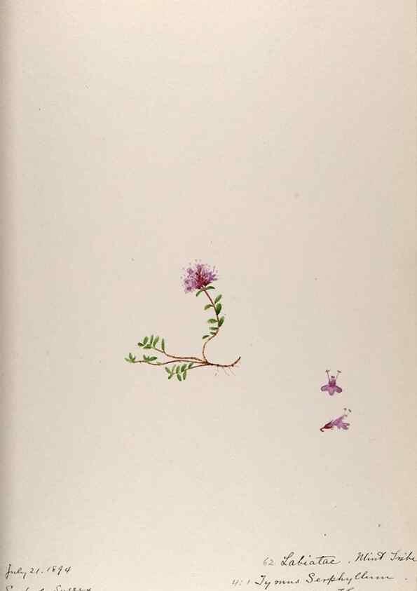 Reproducción/Reproduction 48792832392: [Water-color sketches of plants of North America and Europe]. . 
