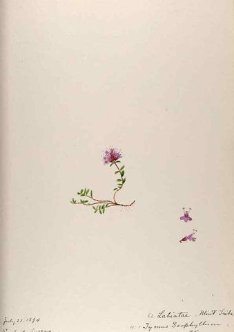 Reproducción/Reproduction 48792832392: [Water-color sketches of plants of North America and Europe]. . 