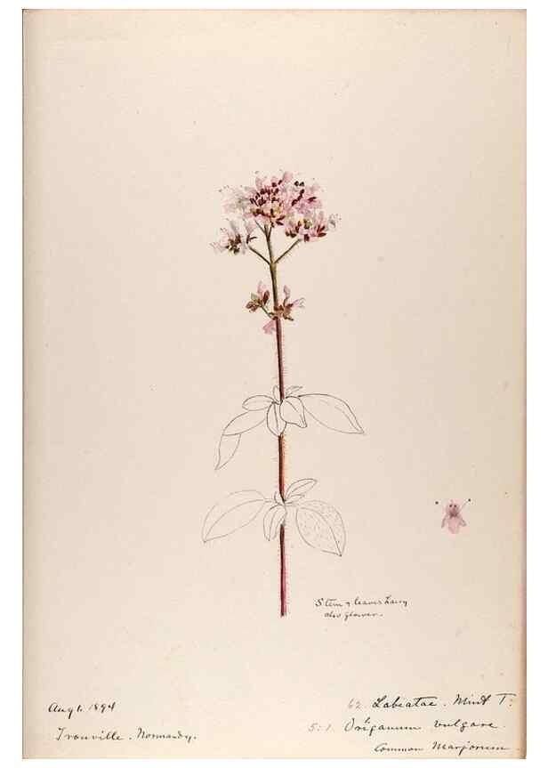 Reproducción/Reproduction 48792691371: [Water-color sketches of plants of North America and Europe]. . 