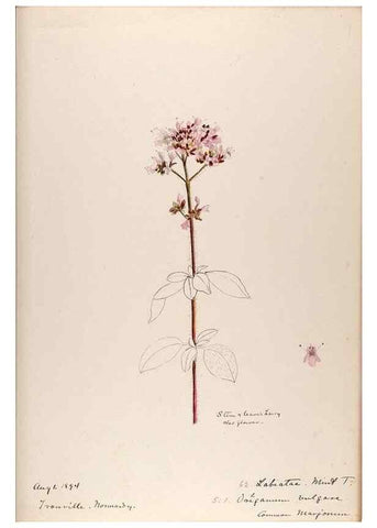 Reproducción/Reproduction 48792691371: [Water-color sketches of plants of North America and Europe]. . 