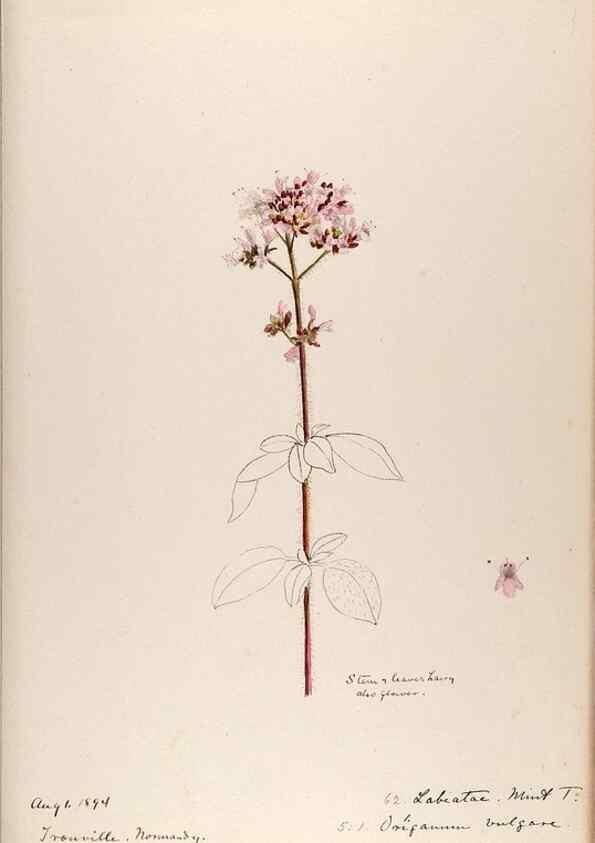 Reproducción/Reproduction 48792691371: [Water-color sketches of plants of North America and Europe]. . 