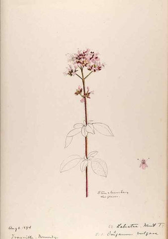 Reproducción/Reproduction 48792691371: [Water-color sketches of plants of North America and Europe]. . 