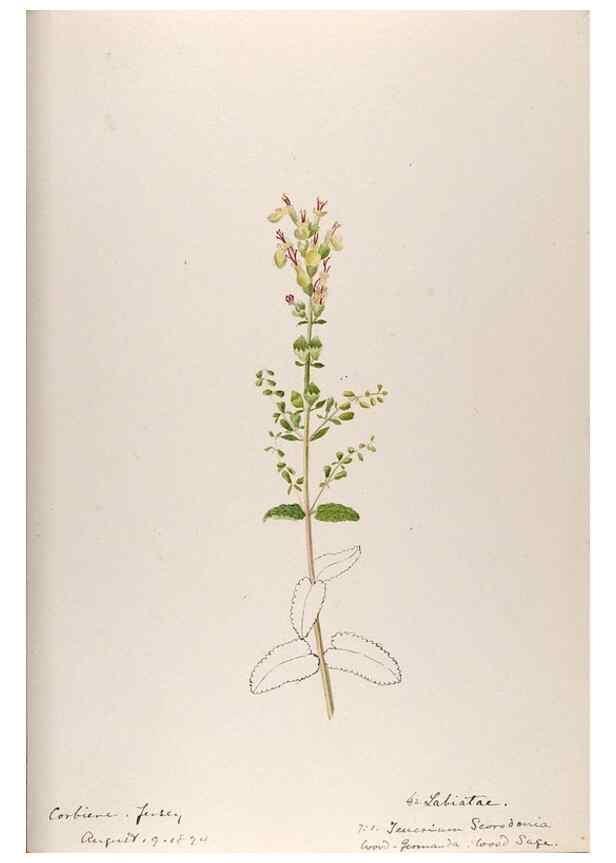 Reproducción/Reproduction 48792832867: [Water-color sketches of plants of North America and Europe]. . 
