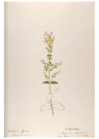 Reproducción/Reproduction 48792832867: [Water-color sketches of plants of North America and Europe]. . 