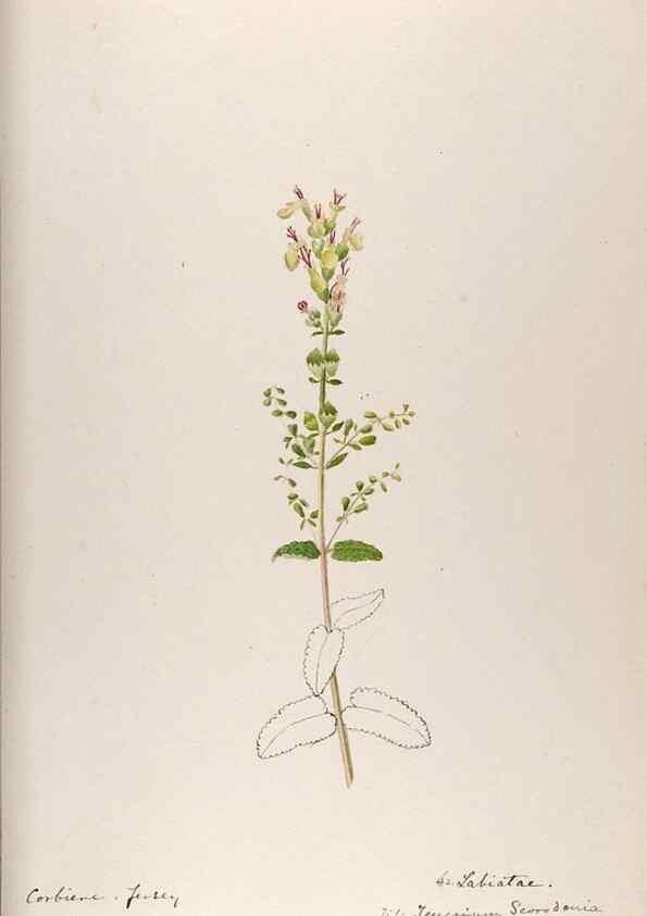 Reproducción/Reproduction 48792832867: [Water-color sketches of plants of North America and Europe]. . 