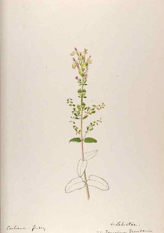 Reproducción/Reproduction 48792832867: [Water-color sketches of plants of North America and Europe]. . 