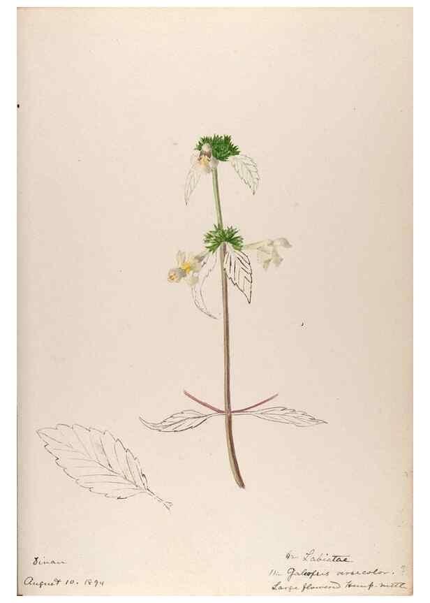 Reproducción/Reproduction 48792691791: [Water-color sketches of plants of North America and Europe]. . 