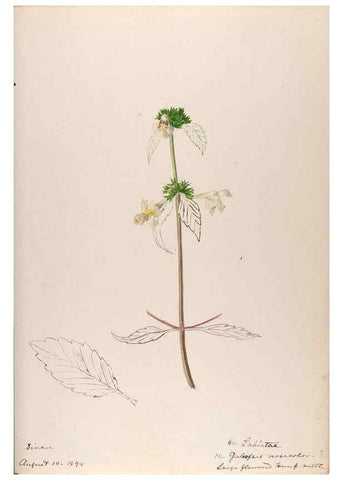 Reproducción/Reproduction 48792691791: [Water-color sketches of plants of North America and Europe]. . 
