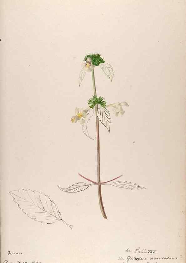 Reproducción/Reproduction 48792691791: [Water-color sketches of plants of North America and Europe]. . 