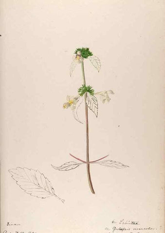 Reproducción/Reproduction 48792691791: [Water-color sketches of plants of North America and Europe]. . 