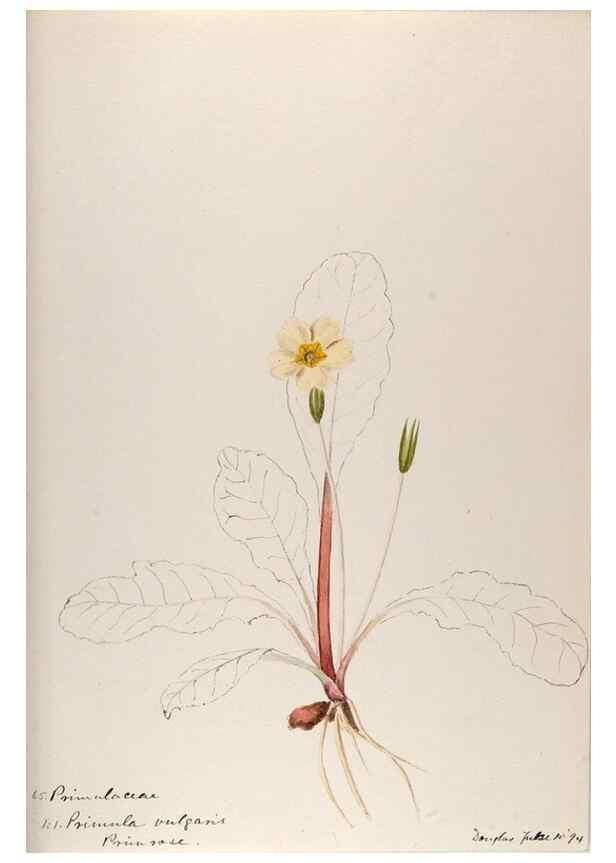 Reproducción/Reproduction 48792833272: [Water-color sketches of plants of North America and Europe]. . 