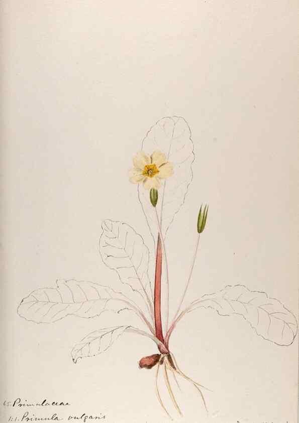 Reproducción/Reproduction 48792833272: [Water-color sketches of plants of North America and Europe]. . 