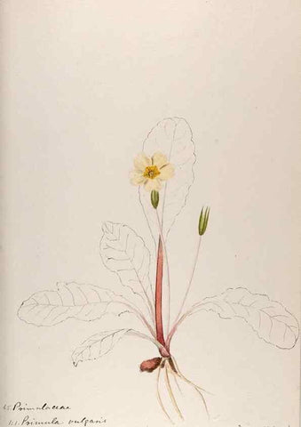 Reproducción/Reproduction 48792833272: [Water-color sketches of plants of North America and Europe]. . 