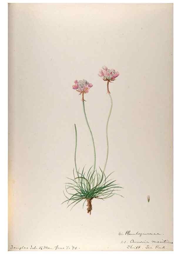 Reproducción/Reproduction 48792692166: [Water-color sketches of plants of North America and Europe]. . 