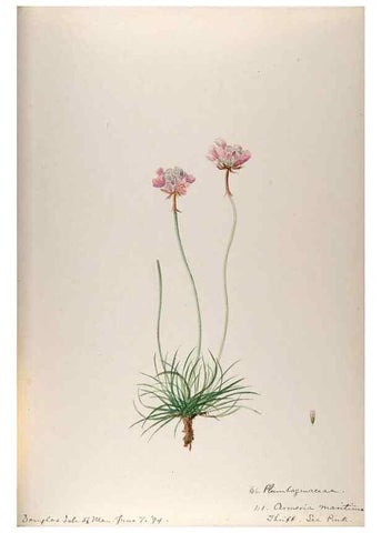 Reproducción/Reproduction 48792692166: [Water-color sketches of plants of North America and Europe]. . 