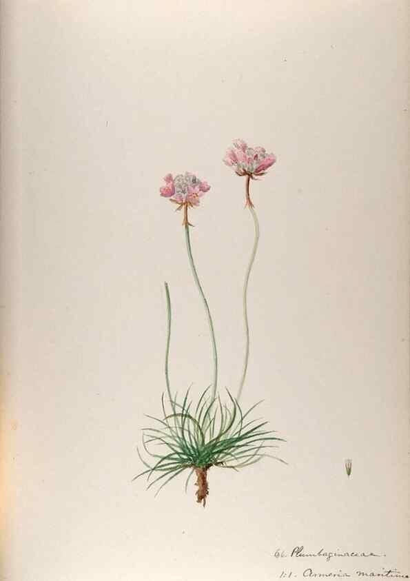 Reproducción/Reproduction 48792692166: [Water-color sketches of plants of North America and Europe]. . 