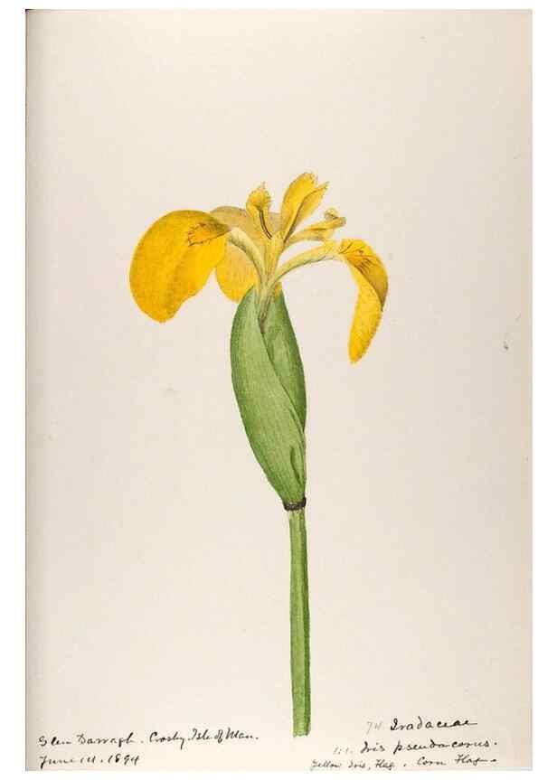 Reproducción/Reproduction 48792325443: [Water-color sketches of plants of North America and Europe]. . 