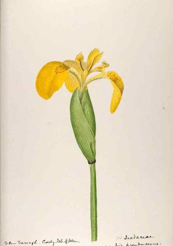 Reproducción/Reproduction 48792325443: [Water-color sketches of plants of North America and Europe]. . 