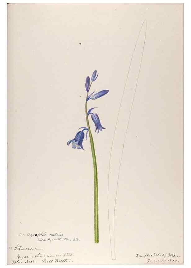 Reproducción/Reproduction 48792833877: [Water-color sketches of plants of North America and Europe]. . 