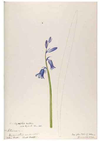 Reproducción/Reproduction 48792833877: [Water-color sketches of plants of North America and Europe]. . 