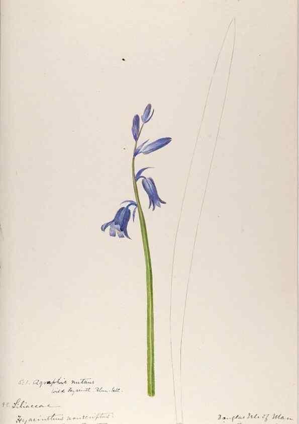 Reproducción/Reproduction 48792833877: [Water-color sketches of plants of North America and Europe]. . 