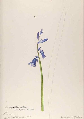 Reproducción/Reproduction 48792833877: [Water-color sketches of plants of North America and Europe]. . 